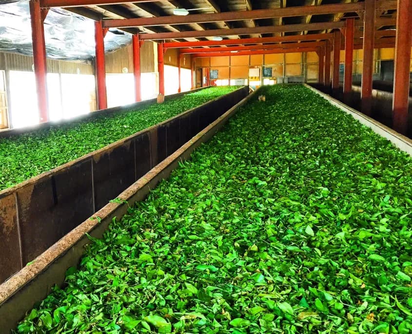 See How Ceylon Tea Is Made