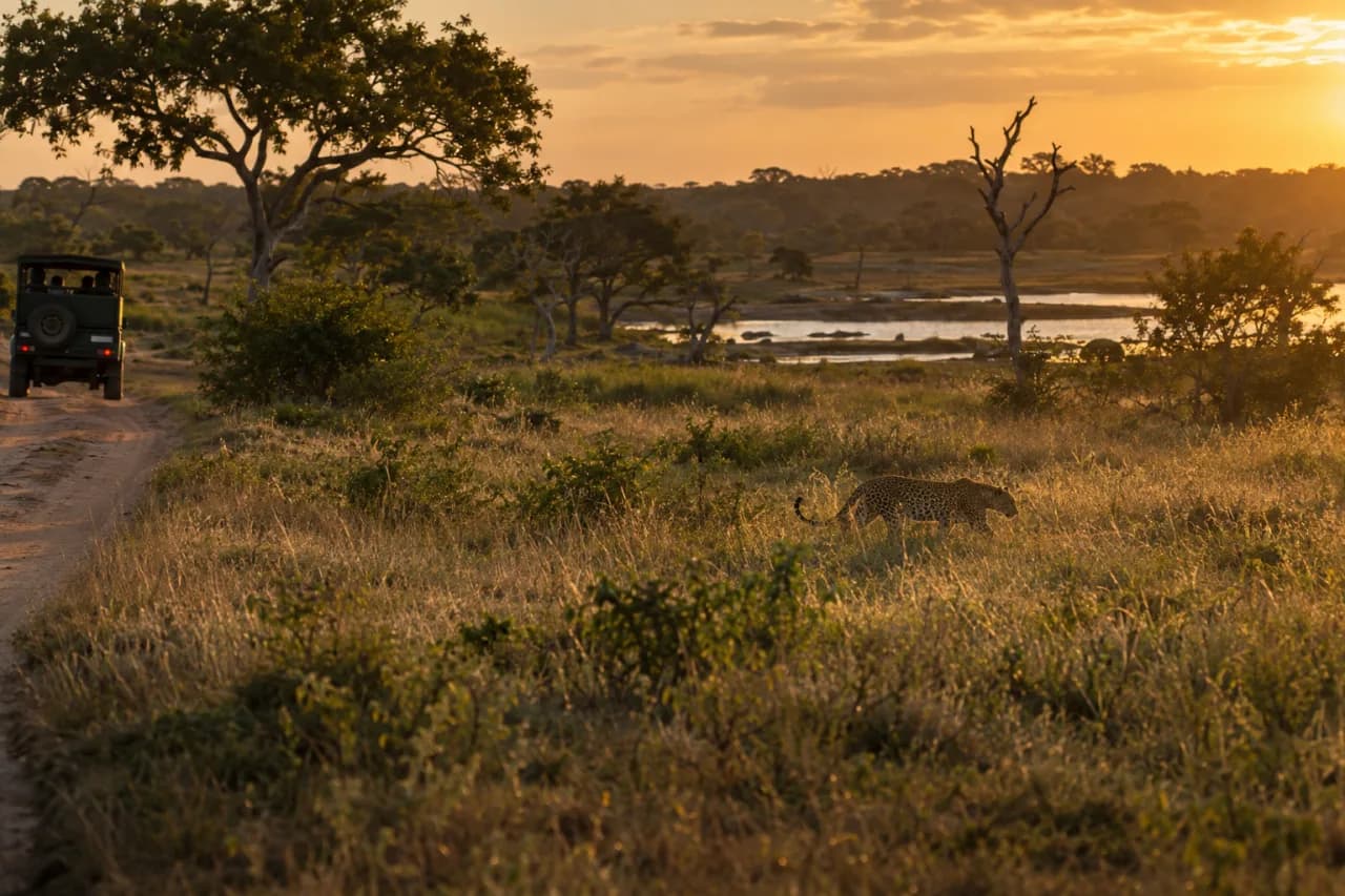 Afternoon Safari Proceeds