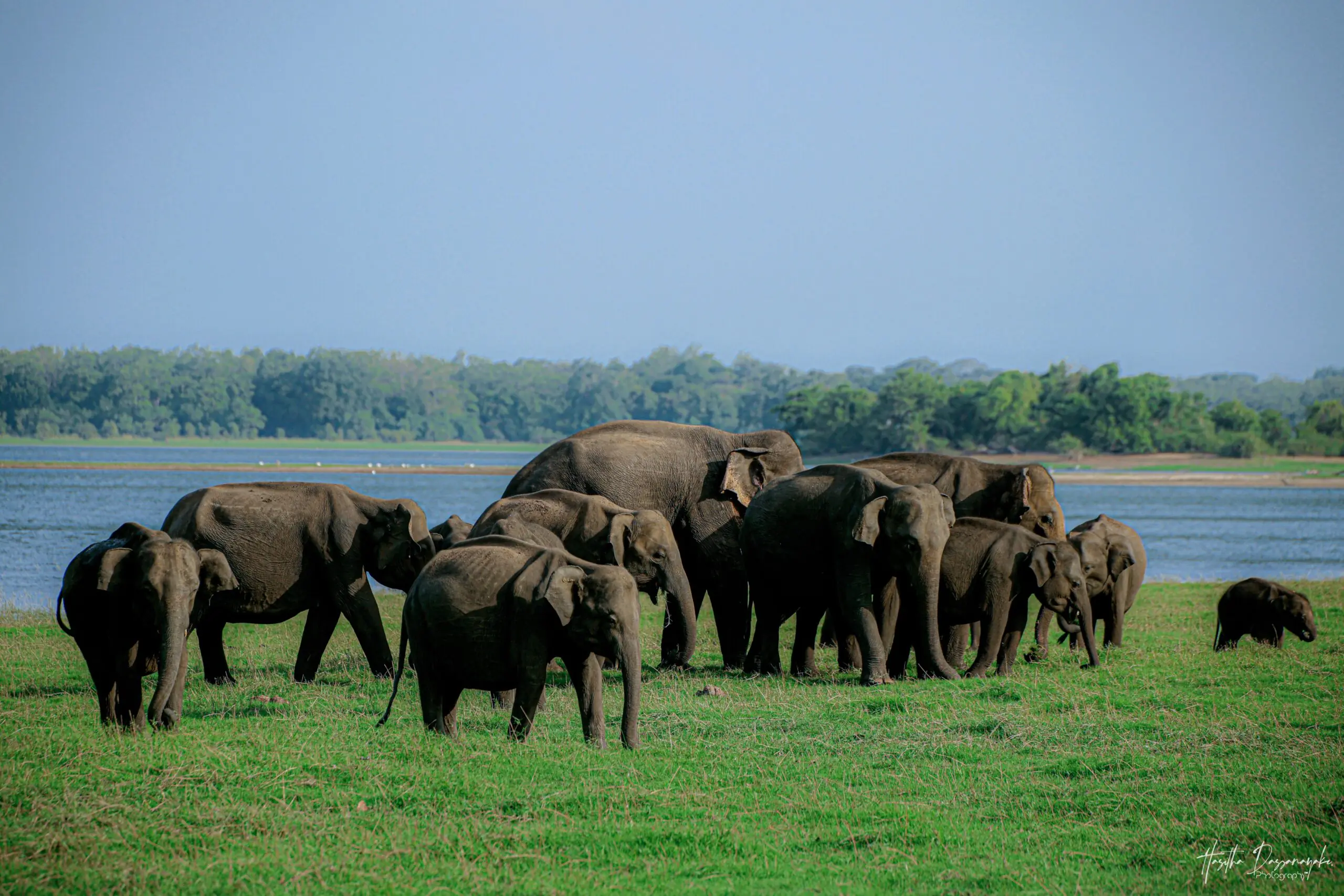 Minneriya National Park